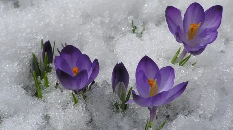 Se pare că iarna nu se vrea plecată. Ce temperaturi ne aduce începutul primăverii