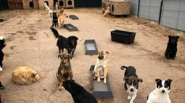 Regia „Autosalubritate” a încheiat contracte cu două clinici veterinare pentru sterilizarea maidanezilor