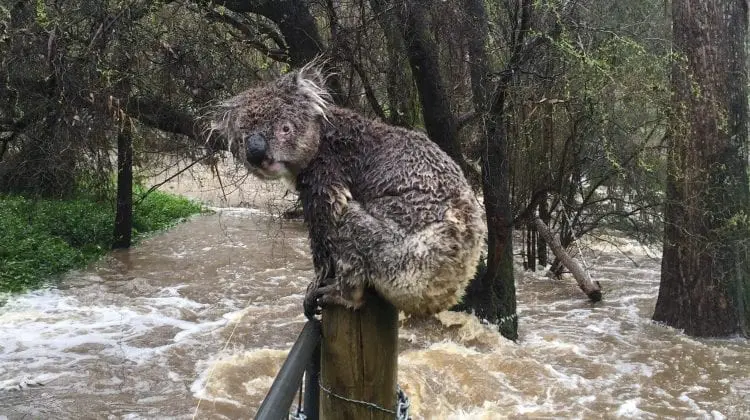 (GALERIE FOTO) Orașul New South Wales, scufundat sub apă