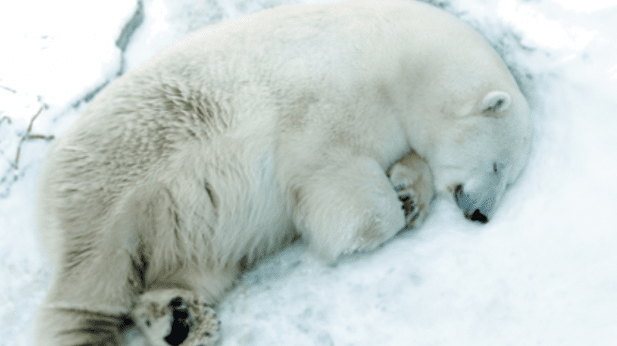 Ursul polar Umka, vedetă a unei Grădinii ZOO din Rusia, a decedat după ce a înghițit o minge aruncată de vizitatori