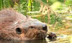 Doi pui de castor s-au născut în sălbăticie, în estul Angliei, pentru prima dată după mai bine de 500 de ani