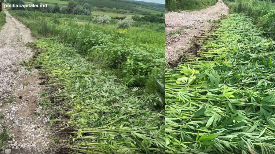 VIDEO Polițiștii s-au pornit să caute lanuri cu cânepă! Vezi unde au depistat „comoara” sezonului estival