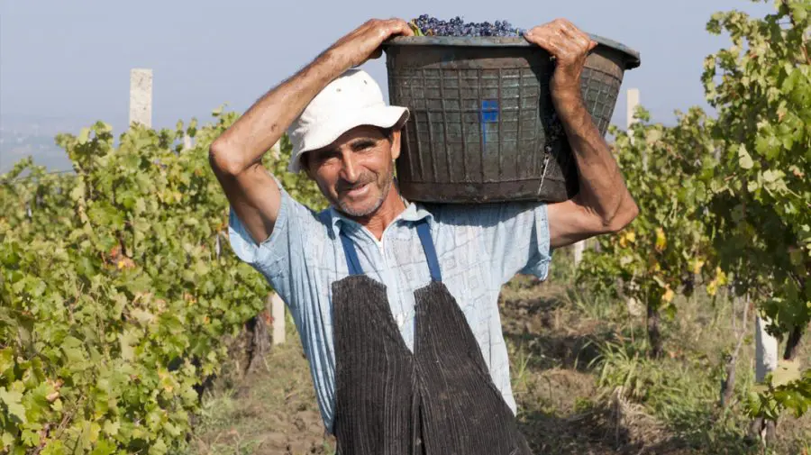 Gitana Winery – o afacere de familie în continuă dezvoltare