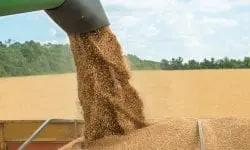 Fermierii cer explicații privind tranzitul cerealelor din Ucraina: „Există riscul blocării exporturilor din Moldova”