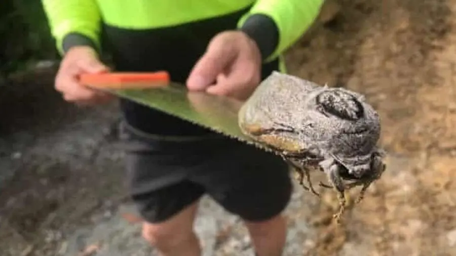 (FOTO) A fost găsită cea mai mare molie, în timp ce se construia o școală. E așa de grea, încât nu poate zbura!