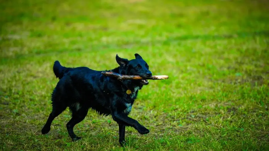Chiar dacă e dizolvat Parlamentul o deputată propune examinarea unui proiect privind protecția animalelor de companie