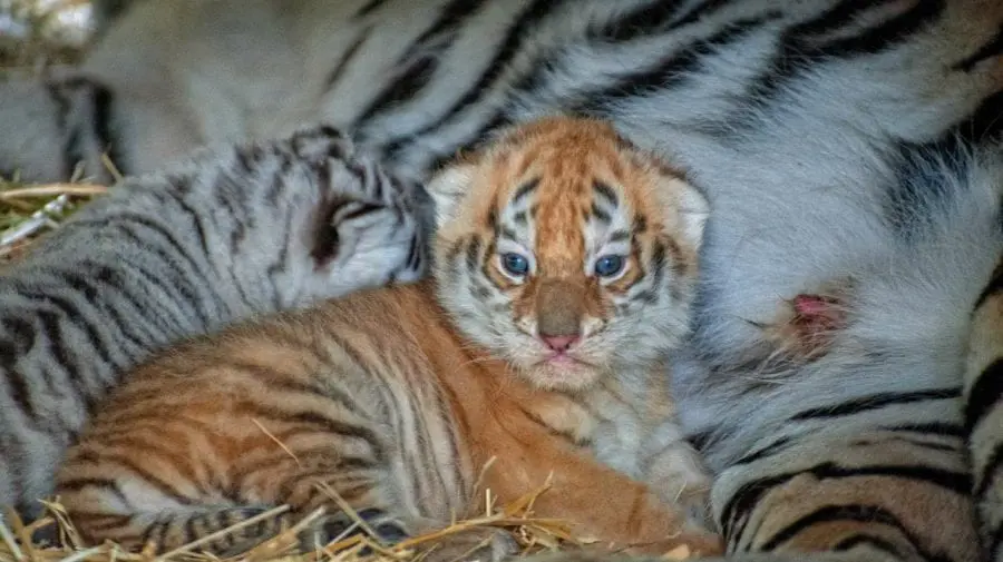 (FOTO) Puii de tigru de la Grădina Zoologică au ieșit din ascunziș. Cum arată aceștia