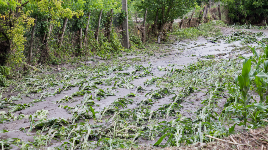 Ploile fac prăpăd. Au fost distruse zeci de hectare de livezi
