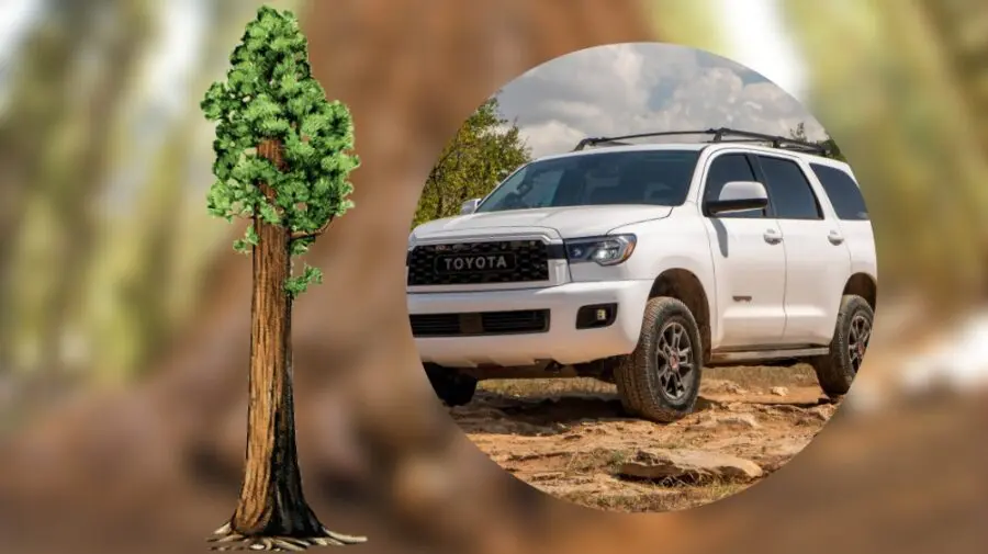 FOTO Știai care este cel mai înalt copac din lume? Este și un model de Toyota cu așa denumire