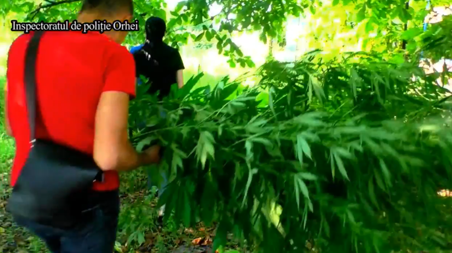 Zeci de plante de cânepă și mac cu căciulii, depistate în grădina unui bărbat din Orhei. Ce riscă acesta
