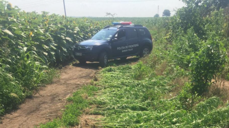 Plante de cânepă, depistate în adiacentul unui punct de frontieră. Câteva fire au fost trimise spre expertiză