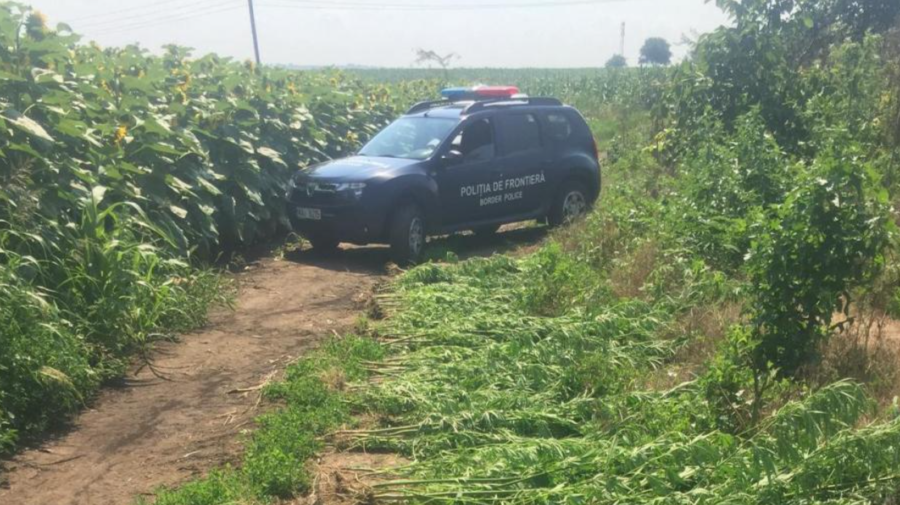 Plante de cânepă, depistate în adiacentul unui punct de frontieră. Câteva fire au fost trimise spre expertiză