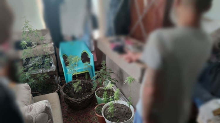 Operațiunea Mac-2021 în desfășurare! Polițiștii au depistat la Bălți plante de cânepă și mac în ogrăzile unor oameni