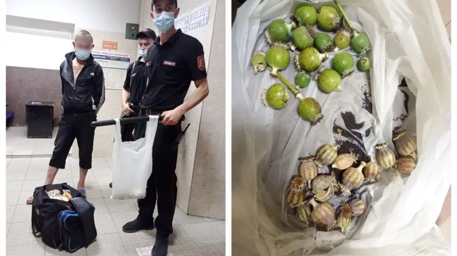 Uz personal sau „afacere” pusă pe roate? 30 de căciulii de mac verde și uscat, depistate asupra unui bărbat