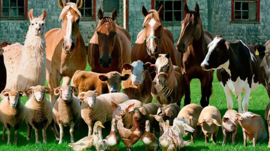 Ne modernizăm. La Criuleni va fi construită o întreprindere de prelucrare a componentelor animalelor non-alimentare