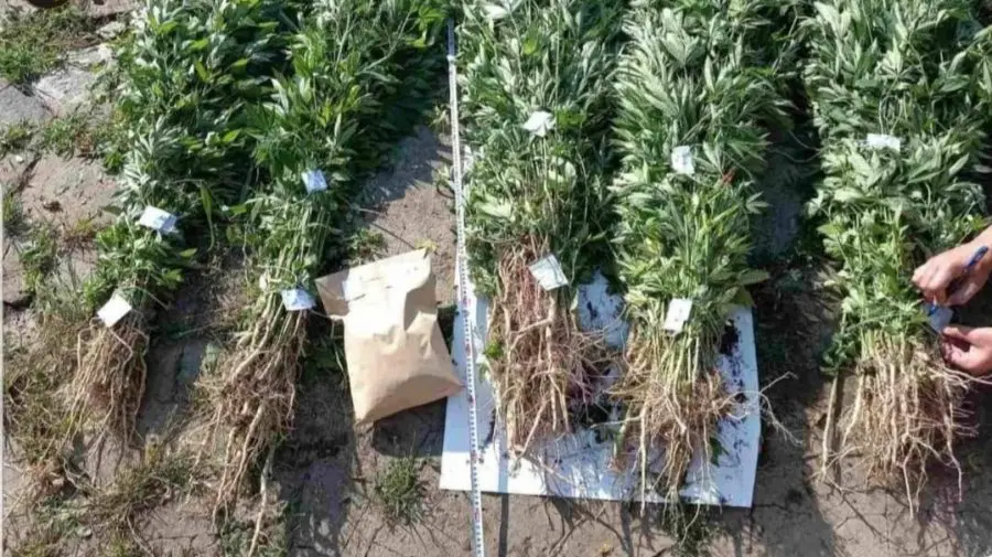 Circa 500 de plante, prezumate a fi de cânepă – depistate la Dondușeni! Au fost smulse și sigilate