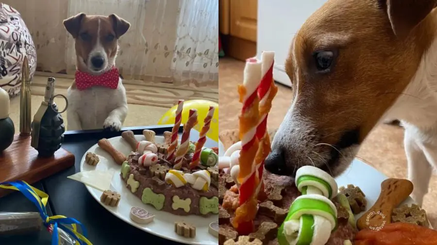 RUPOR.MD / FOTO Delicii de se linge pe botișor, papion și sute de urări: Câinele Patron, decorat de Zelenski, omagiat