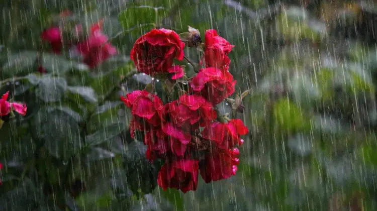 Ne-au fost auzite rugăciunile! Meteorologii promit ploi în mai multe localități din țară