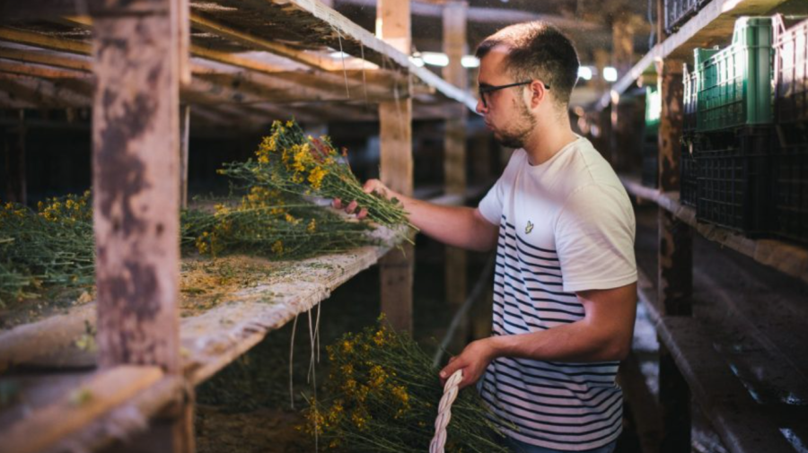 VIDEO Un tânăr de 22 de ani a lansat o afacere cu plante medicinale. Produce ceaiuri și suplimente alimentare
