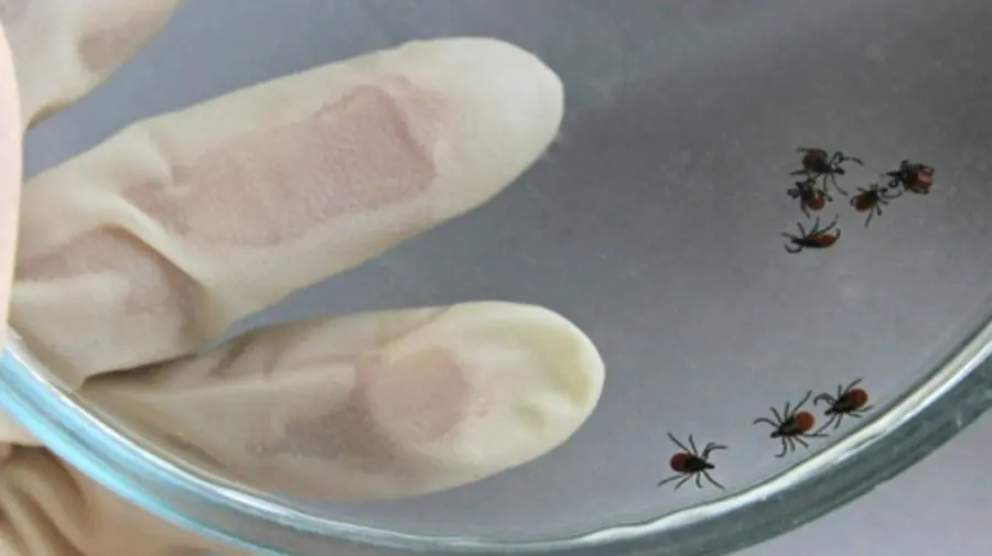 VIDEO Rușii, supărați pe americani pentru că „înmulțesc căpușe”: Numărul insectelor crește la hotarul ruso-ucrainean