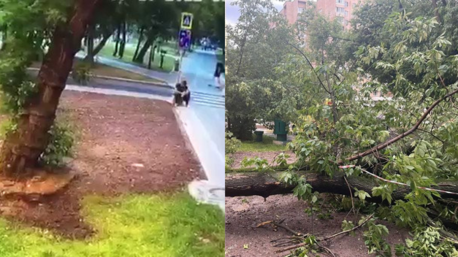 VIDEO Tragedie pe o stradă din Moscova! Un bărbat a fost strivit de copac chiar pe Bulevardul Ucrainei