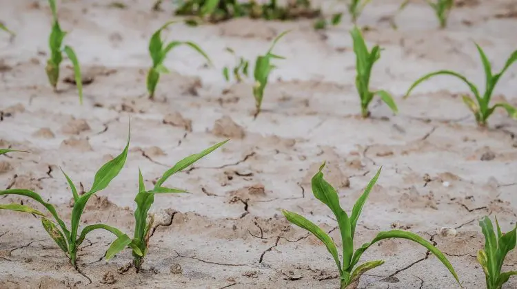 METEO Rază de speranță pentru moldoveni? Specialiștii promit ploi pe întreg teritoriul țării