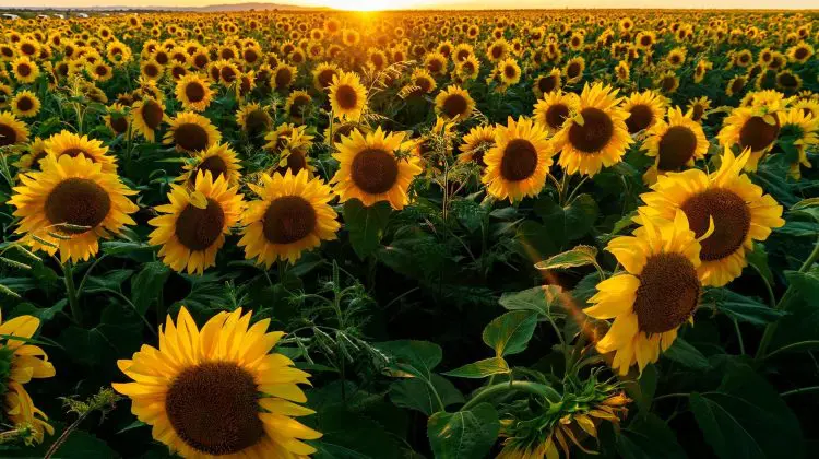 METEO 19 iulie. Câte grade vor arăta termometrele astăzi