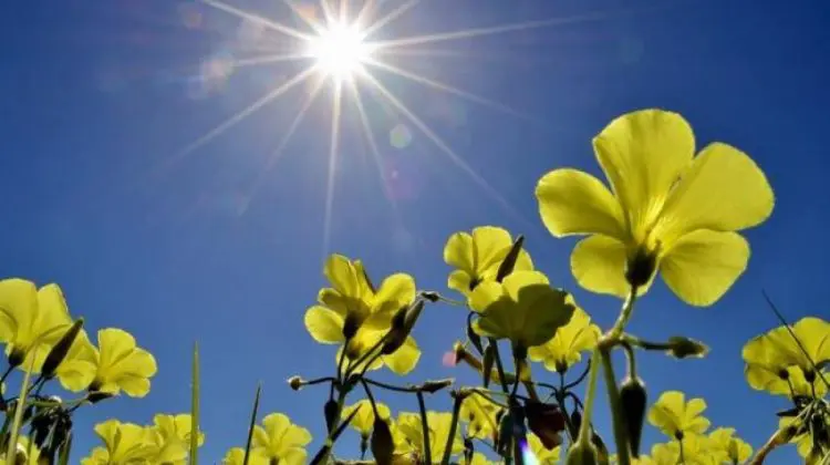 Maxime până la 32 de grade Celsius și nici un strop de ploaie. METEO 21 iulie
