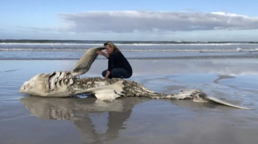Crime misterioase în ocean: Pe plajele Africii de Sud apar rechini albi cu ficatul mâncat și cu inimile smulse