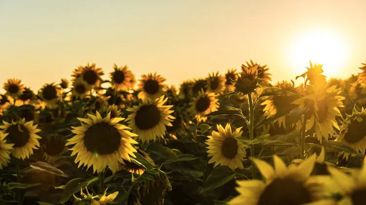 Încă o zi cu foc! DATE METEO 27 iulie