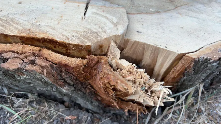 FOTO Copaci tăiați în parcul Valea Morilor. Explicațiile celor de la Spații Verzi