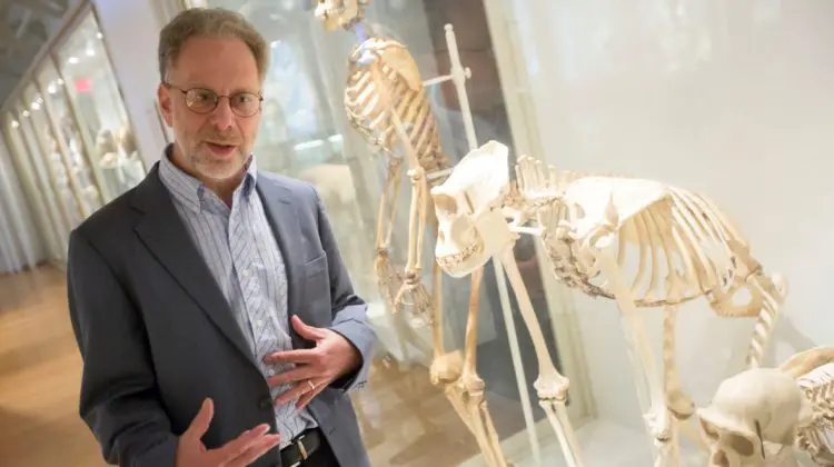 Mersul pe două picioare ar fi vechi de 7 milioane de ani. Un studiu care demonstrează că „Darwin avea dreptate”