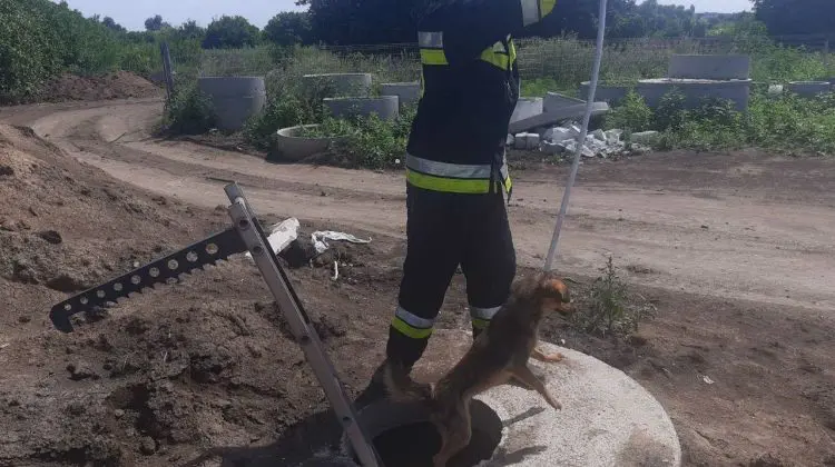 FOTO Un câine a fost salvat după ce a căzut într-o gură de canalizare. Ce spun salvatorii