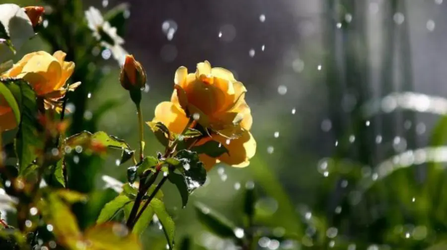 Nu scăpăm de ploi nici azi! DATE METEO 12 august