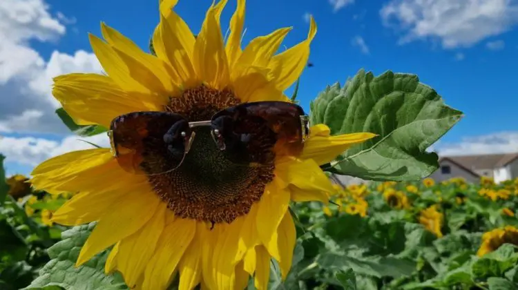 Canicula se întoarce! DATE METEO 19 august