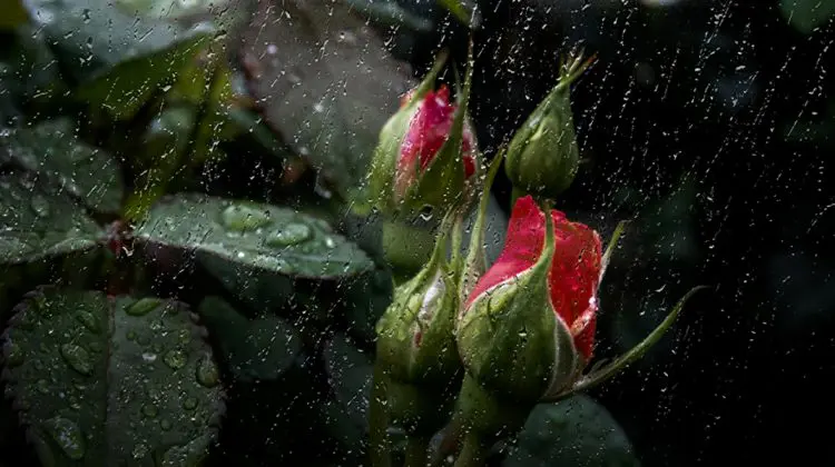 METEO 16 august: Deși plouă în toată țara, canicula se menține!