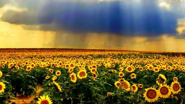 Ultimii stropi de ploaie din această vară! DATE METEO 30 august
