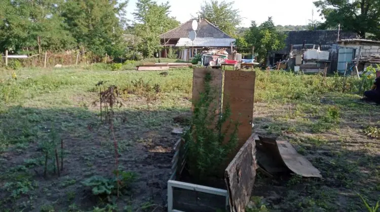 FOTO Polițiștii au dat buzna în grădina unui bărbat din Fălești. Au ieșit de acolo cu mai multe plante