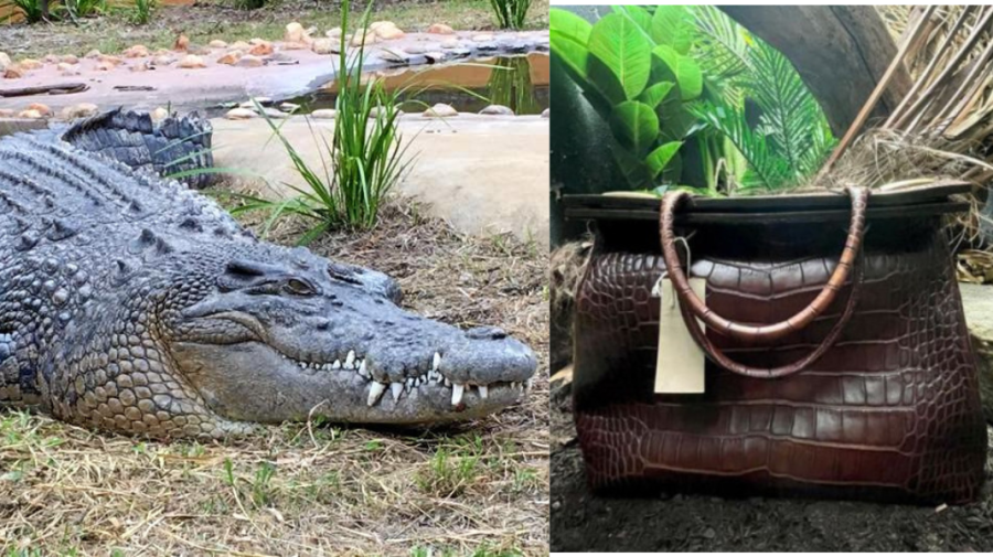 FOTO Imagini virale surprinse la un Zoo din Londra. În loc de crocodil a fost pusă o geantă din piele
