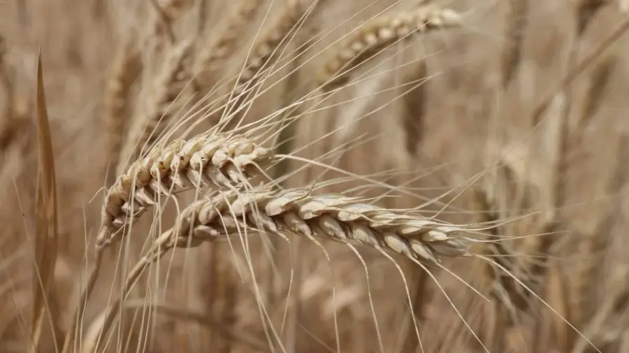 Primul soi de grâu modificat genetic a fost aprobat în SUA