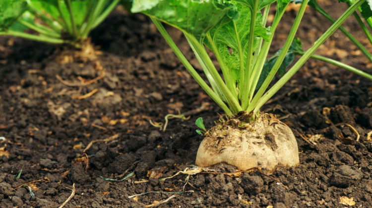 Agricultorii anticipează o recoltă bună de sfeclă de zahăr în acest an. Câte tone vor strânge