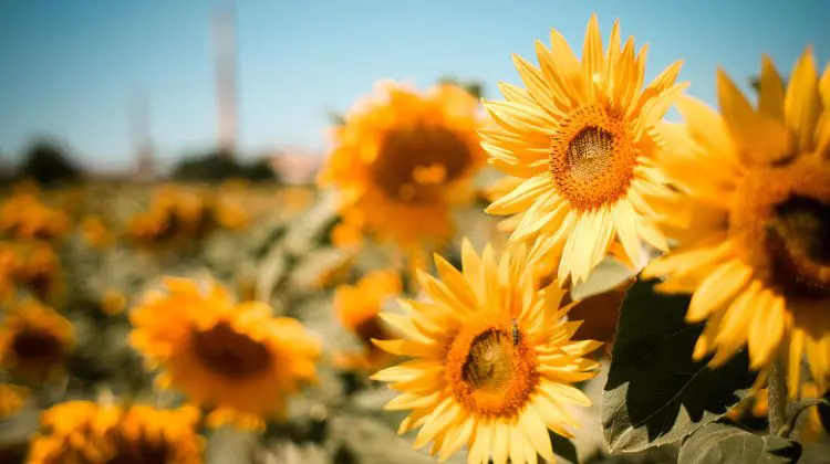 Gata cu ploile? Află cum va fi vremea joi