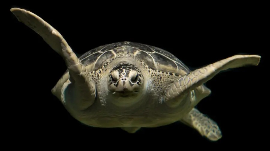 VIDEO Ora de LIVE cu TRAIAN de la Grădina Zoologică: Aflați povestea țestoasei care a trăit aventura vieții