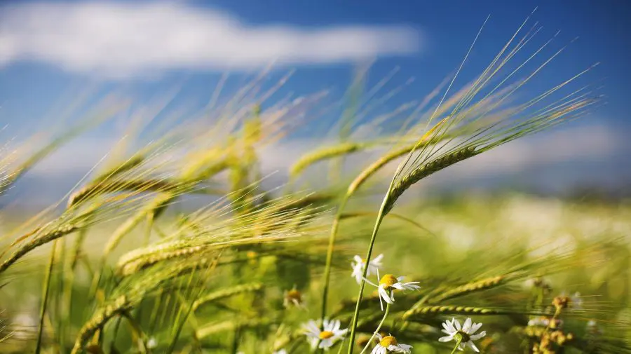 METEO 5 august: Ce temperaturi se vor înregistra vineri