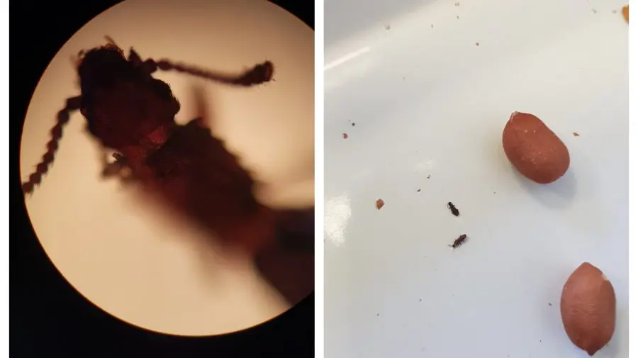 FOTO Arahide contaminate – la un pas să ajungă în Moldova! Erau pline cu dăunători în stare vie