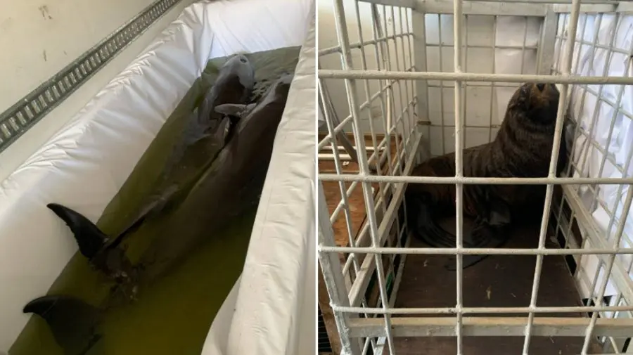 FOTO, VIDEO Călători neobișnuiți pe Aeroporul Internațional Chișinău! Unde plecau delfinii și foca