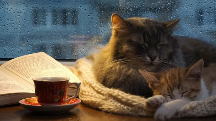 În weekend va ploua cu găleata! DATE METEO 10 septembrie