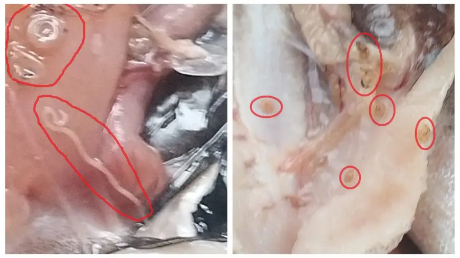 IMAGINI DEZGUSTĂTOARE! ANSA a depistat 26 de tone de pește cu paraziți