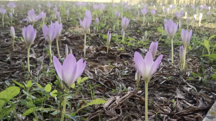 FOTO La Bardar au înflorit brândușele, iar tu îi poți alinta pe cei dragi cu un buchețel. Prețul unei flori