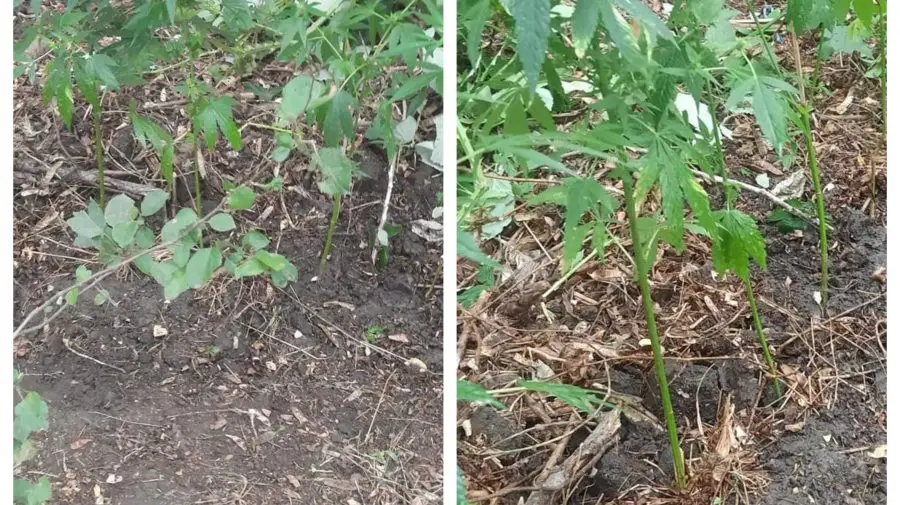 Bărbat din Hîncești – „luat la ochi” de polițiști! Pentru ce faptă
